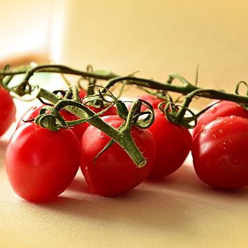Дикие томаты будут использованы для защиты культурных сородичей