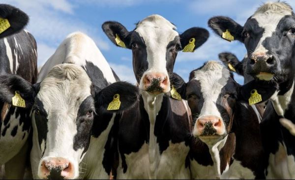Молочные фермеры Татарстана по итогам 2022 года вышли на исторический рекорд