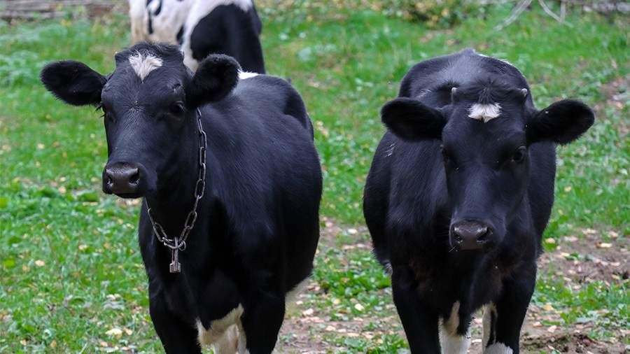 Опасные скотомогильники ликвидируют в Карелии за три года<br />

