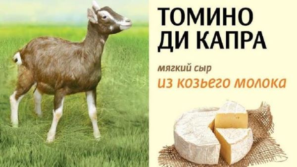 Сельскохозяйственный холдинг «АгриВолга» начинает выпуск сыра Томино ди Капра из козьего молока