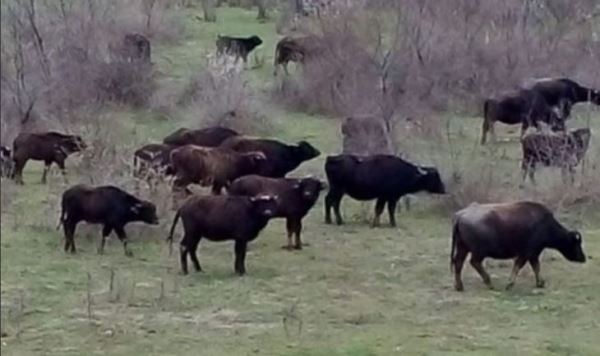 В Дагестане завершается строительство крупной буйволиной фермы