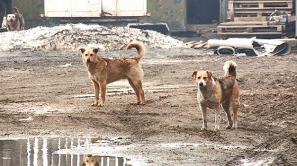 В Пензенской области на бродячих собак дополнительно выделили 2 млн